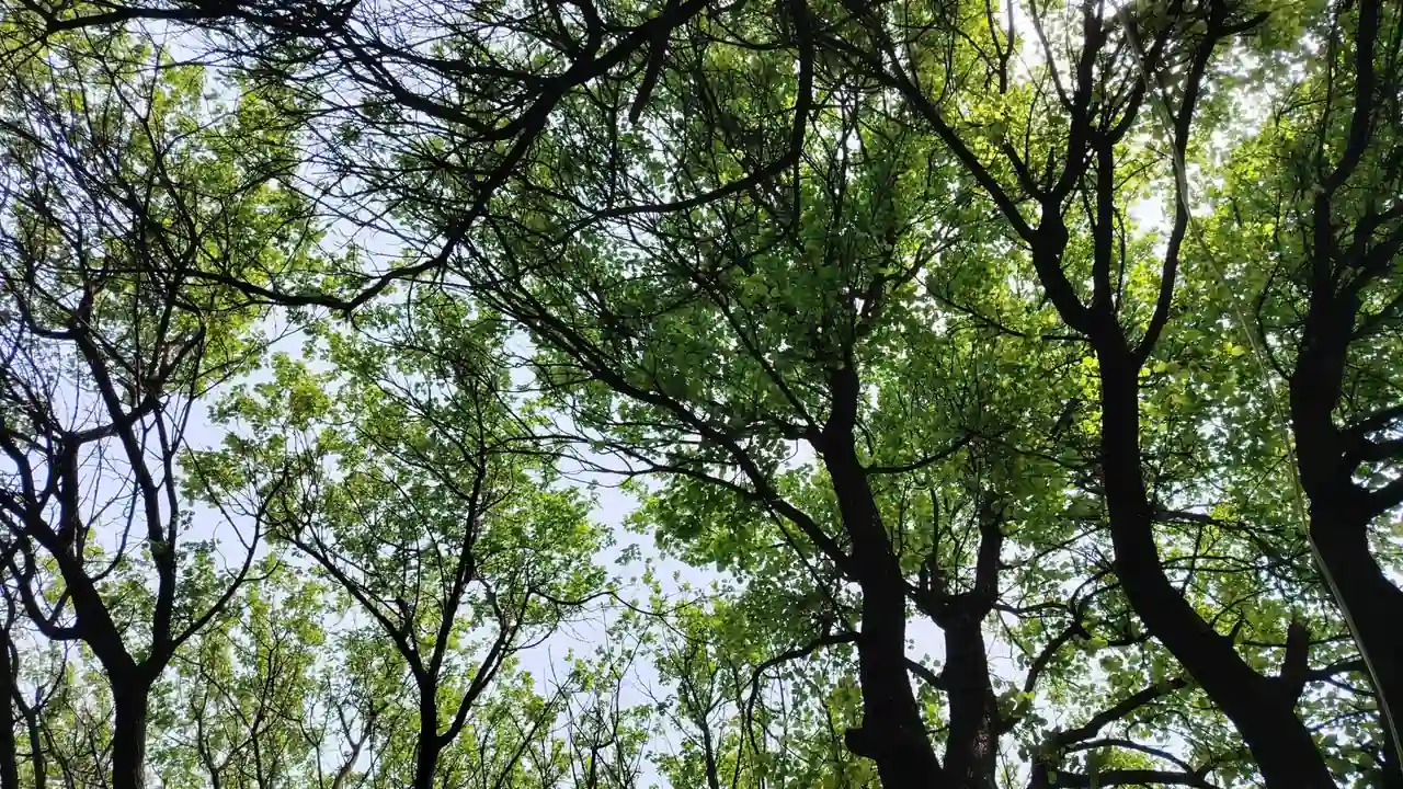 许平纬头像